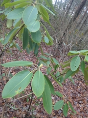 Rhododendron