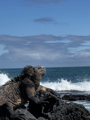 Amblyrhynchus cristatus