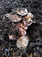 Tricholoma cedretorum