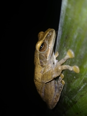 Polypedates leucomystax