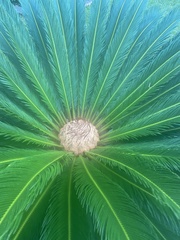 Cycas revoluta