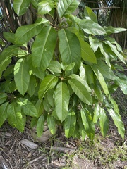 Heptapleurum actinophyllum