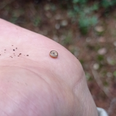 Cylindroiulus punctatus