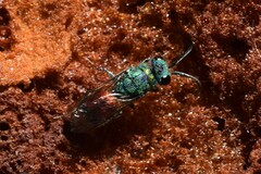 Chrysis ignita