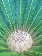 Cycas revoluta