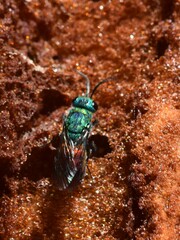 Chrysis ignita