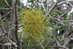 Misodendrum punctulatum