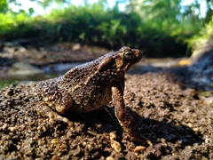 Ingerophrynus biporcatus