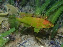 Heteroscarus acroptilus