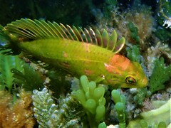 Heteroscarus acroptilus