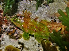 Heteroscarus acroptilus