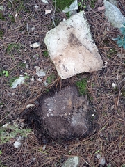 Cylindroiulus punctatus