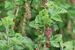 Ribes magellanicum