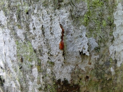 Tulasnella aurantiaca