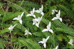 Codonorchis lessonii