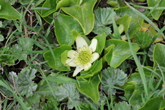 Caltha sagittata
