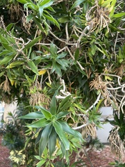 Dracaeneae