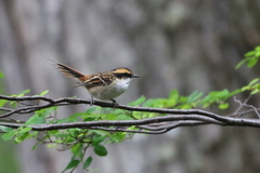 Aphrastura spinicauda