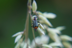 Axinotarsus pulicarius