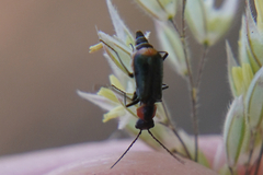 Axinotarsus pulicarius