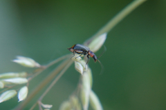 Axinotarsus pulicarius