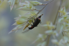 Axinotarsus pulicarius