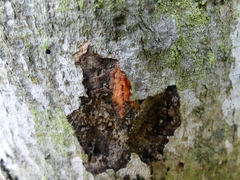 Tulasnella aurantiaca