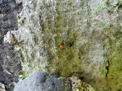 Tulasnella aurantiaca