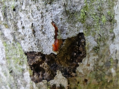 Tulasnella aurantiaca