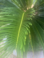Cycas revoluta