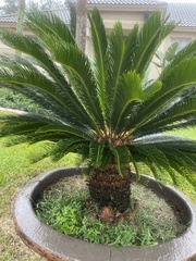 Cycas revoluta