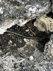 Pseudalsophis darwini