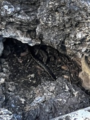 Pseudalsophis darwini