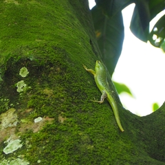 Lamprolepis smaragdina