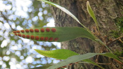 Pleopeltis macrocarpa
