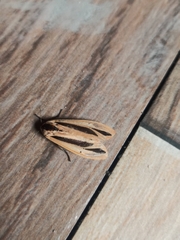 Creatonotos gangis-interrupta agg