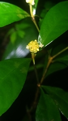 Eumachia guianensis
