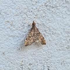 Steniini