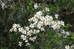 Chiliotrichum diffusum