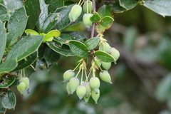 Berberis ilicifolia