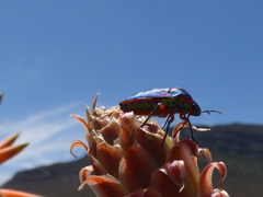 Calidea dregii