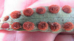 Pleopeltis macrocarpa