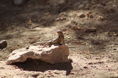 Microlophus theresioides