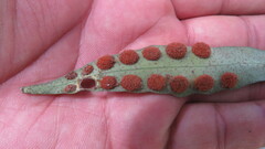 Pleopeltis macrocarpa