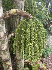Caryota mitis