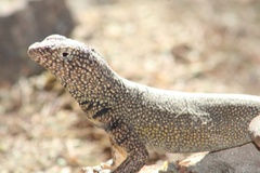 Microlophus theresioides