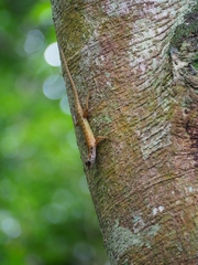 Sphenomorphus melanopogon