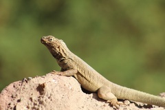 Microlophus theresioides