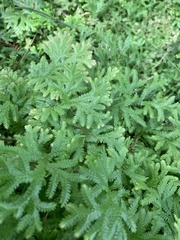 Selaginella