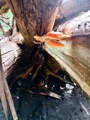Laetiporus sulphureus